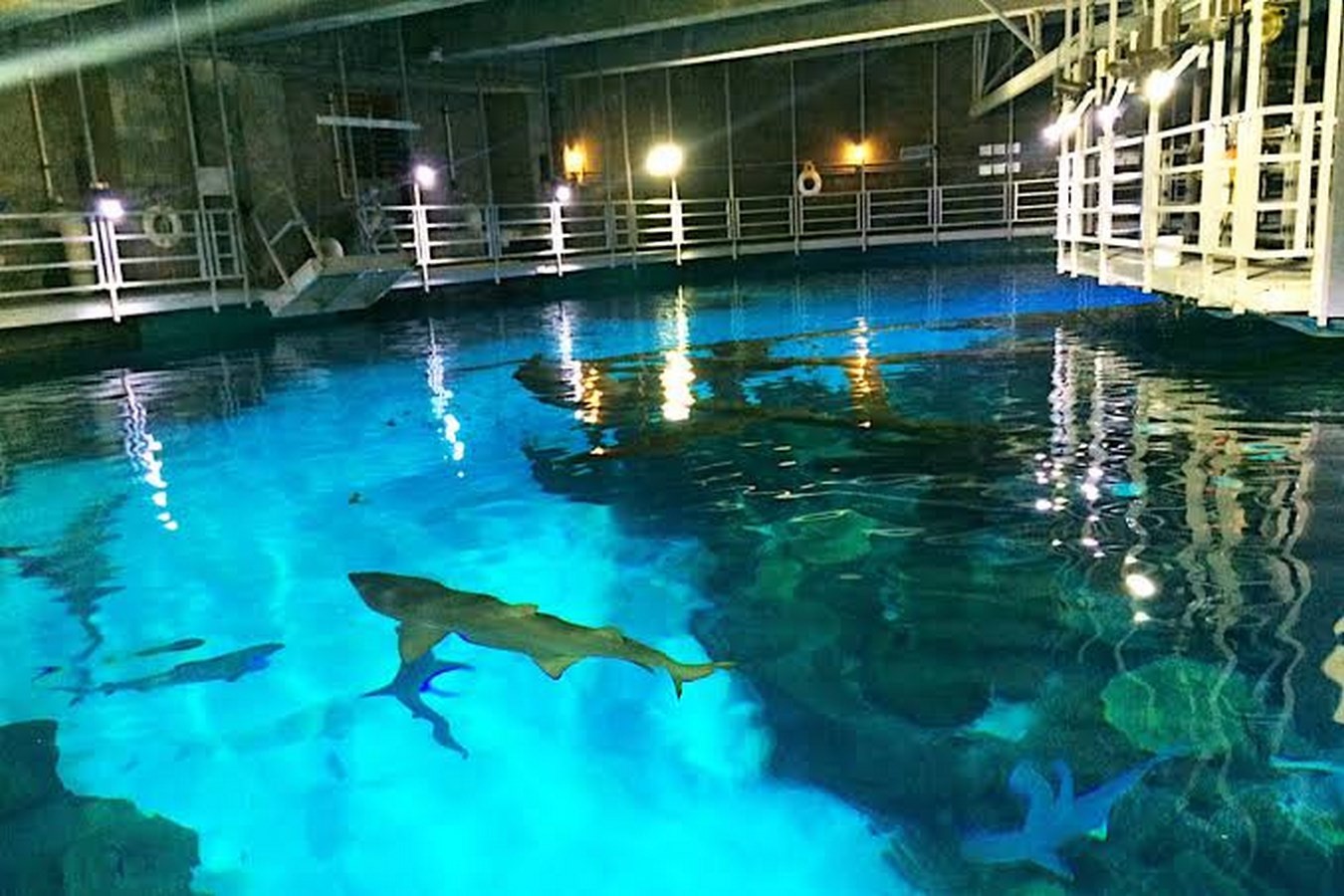 tanked ocean resort casino aquarium